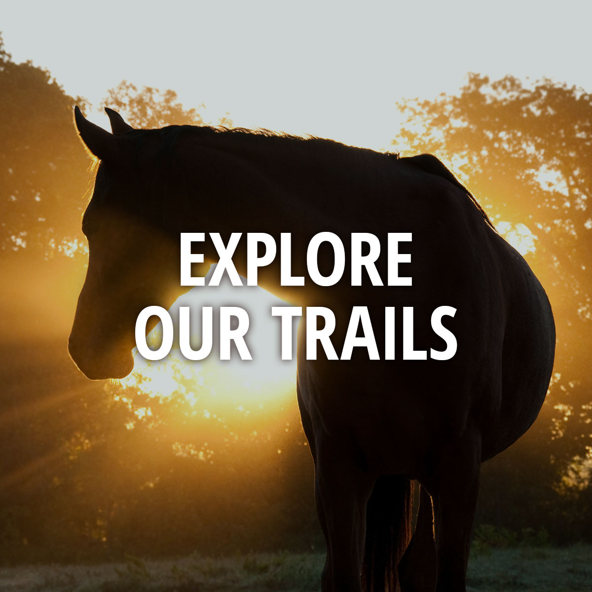 Explore Our Trails